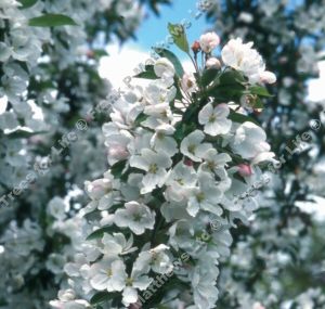 Admiration Crab Apple Tree Malus Admiration **FREE UK MAINLAND DELIVERY + FREE 100% TREE WARRANTY**