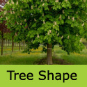 Aesculus hippocastanum Horse Chestnut tree shape