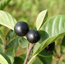 Alder Buckthorn Hedging