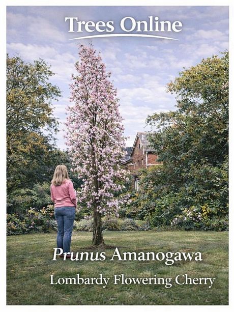 Prunus Amanogawa Lombardy Flowering Cherry in a UK garden
