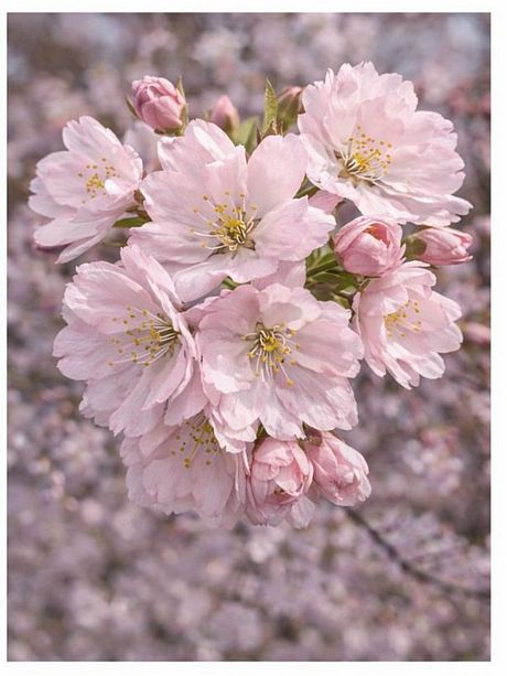 Prunus Amanogawa pale pink flowers close-up