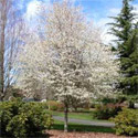 Amelanchier Canadensis (Serviceberry Tree) Supplied height 1.00 to 2.4 metres, 2-4 years old, VERY SMALL TREE + TOLERATES WET + VERY HARDY + LOW MAINTENANCE + WINDBREAK **FREE UK MAINLAND DELIVERY + FREE 100% TREE WARRANTY**
