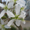 BARE ROOT Amelanchier Canadensis Serviceberry Tree VERY SMALL + TOLERATES WET + HARDY + LOW MAINTENANCE + WINDBREAK **FREE UK MAINLAND DELIVERY + FREE 100% TREE WARRANTY**