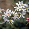 Mature Robin Hill Snowy Mespilus Tree Amelanchier Robin Hill **FREE DELIVERY AND FREE TREE WARRANTY **