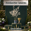 Amelanchier Lamarckii Award of Garden Merit