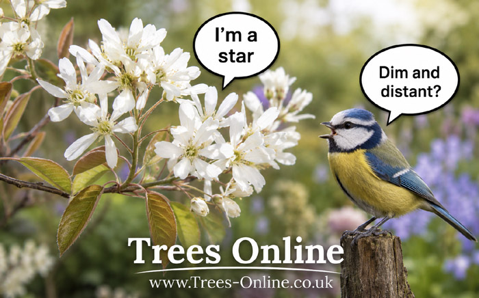 Amelanchier lamarckii flower and bird 