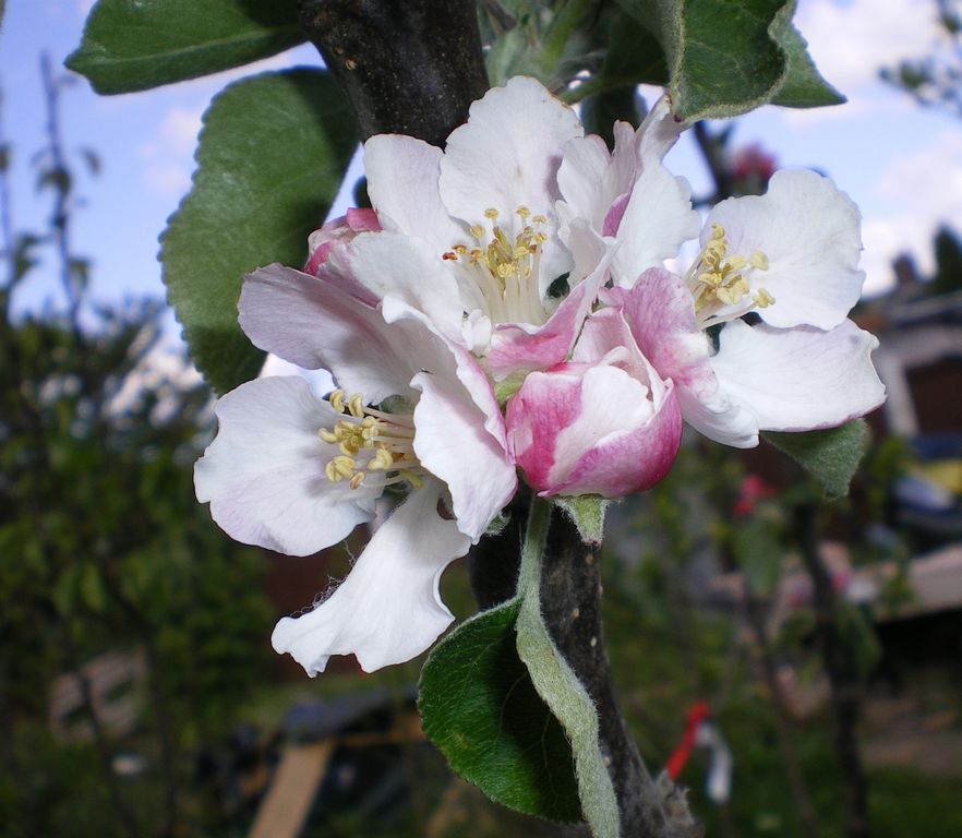 Buy Bramley original apple tree online FREE UK DELIVERY + FREE 3 YEAR