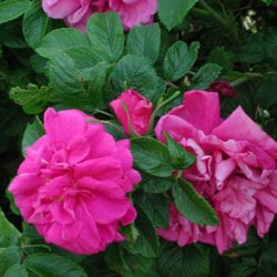 DELIVERED SEPTEMBER 2022 Apple Rose - pink flowered (Rosa rugosa) 20-40cm shrubs**FREE UK MAINLAND DELIVERY + FREE 100% TREE WARRANTY**
