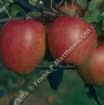 (C4) Braeburn Apple Tree SELF FERTILE + CRISP + FIRM + AROMATIC FRUIT, 2-3 years old, delivered 1.5-2m tall, **FREE UK MAINLAND DELIVERY + FREE 100% TREE WARRANTY** (C4) Braeburn Apple Tree SELF FERTILE + CRISP + FIRM + AROMATIC FRUIT, 2-3 years old, delivered 1.5-2m tall, **FREE UK MAINLAND DELIVERY + FREE 100% TREE WARRANTY**