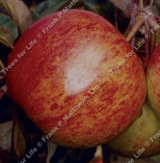 Ellisons Orange Apple Tree (C4) SELF FERTILE + SCAB RESISTANT + ANISEED TASTE + RED, 2-3 years old, delivered 1-2m tall, **FREE UK MAINLAND DELIVERY + FREE 100% TREE WARRANTY**