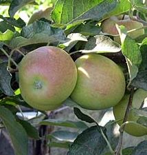 Gala Apple Tree (C4) RELIABLE + VERY POPULAR + SMALL CRISP APPLES, 2-3 years old, delivered 1-2m tall, **FREE UK MAINLAND DELIVERY + FREE 100% TREE WARRANTY**