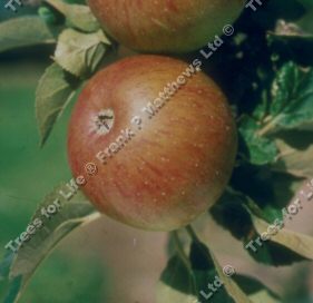 Lord Lambourne Apple Tree (C2) OLD FAVOURITE + RELIABLE CROPPER + HINT STRAWBERRY,  1-3 years old, delivered 1-2m tall, **FREE UK MAINLAND DELIVERY + FREE 100% TREE WARRANTY**