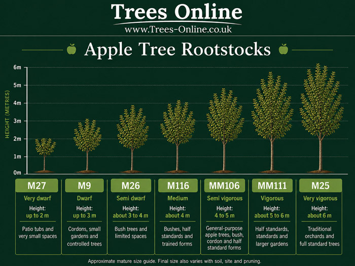 Apple tree rootstock size guide comparing M27, M9, M26, M116, MM106, MM111 and M25 rootstocks