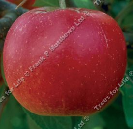 Sweet Society Apple Tree (Malus domestica 'Sweet Society') A range of rootstocks available in 12 litre containers **FREE UK MAINLAND DELIVERY + FREE 100% TREE WARRANTY**