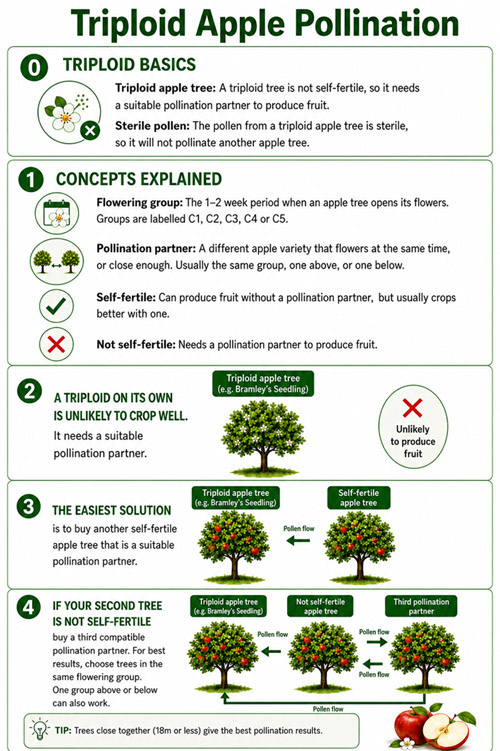 Triploid apple pollination guide showing why Bramley apple trees need a suitable pollination partner but do not pollinate other apple trees