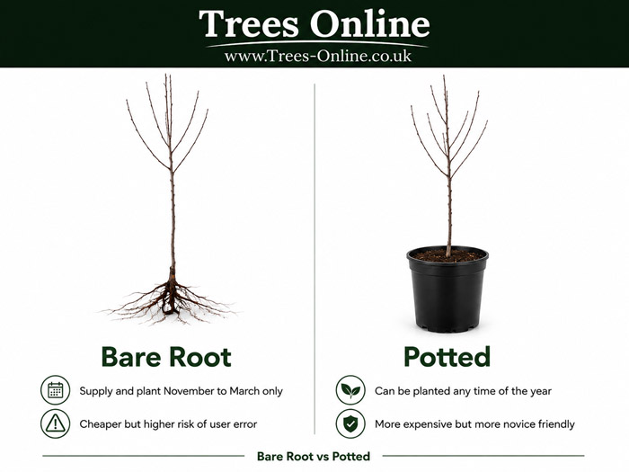 Bare root vs potted apricot trees comparison for UK buyers