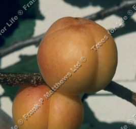 Prunus Armeniaca Gold Cott apricot fruit tree