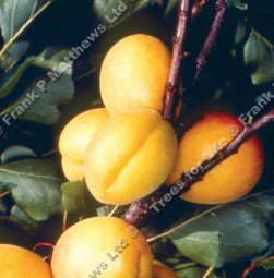 DELIVERED SEPTEMBER 2024 Prunus Armeniaca Golden Glow Apricot Tree, Self Fertile **FREE UK MAINLAND DELIVERY + FREE 100% TREE WARRANTY**
