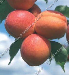 Prunus Armeniaca Tomcot Apricot Tree, Self Fertile **FREE UK MAINLAND DELIVERY + FREE 100% TREE WARRANTY **