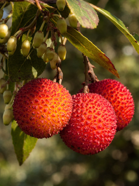 Arbutus unedo strawberry tree evergreen foliage and fruit close-up