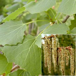 <font color="red">DELIVERED SEPTEMBER 2024</font> Aspen Tree (Populus tremula) 20-40cm Trees**FREE UK MAINLAND DELIVERY + FREE 100% TREE WARRANTY**