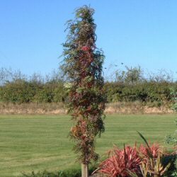 Mountain Ash Autumn Spire Supplied 1.2-2.5m in a 7-20 litre Pot **FREE UK MAINLAND DELIVERY + FREE 100% TREE WARRANTY**