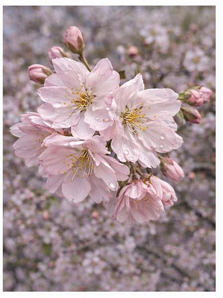 Prunus × subhirtella 'Autumnalis Rosea' pale pink flowers close-up