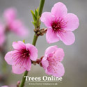 Avalon Pride peach tree blossoms