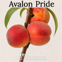 Avalon Pride peach tree fruit studio shot