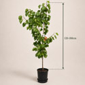 Average apricot bush size on delivery