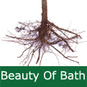 C2 BARE ROOT Beauty Of Bath Eating Apple, 1-2 m Tall, Fruits August, SWEET + JUICY. **FREE UK MAINLAND DELIVERY + FREE 100% TREE WARRANTY**