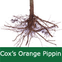 C3 (SELF FERTILE) BARE ROOT Cox's Orange Pippin Eating Apple, 1-2 m Tall, Fruits October, HEAVY CROPPER + JUICING**FREE UK MAINLAND DELIVERY + FREE 100% TREE WARRANTY**