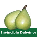 C2 (SELF FERTILE) BARE ROOT Invincible Delwinor Pear, Cooking/Eating, 1-2m Tall, Fruits September, NORTH UK + HEAVY CROP **FREE UK MAINLAND DELIVERY + FREE 100% TREE WARRANTY**