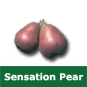 C5 BARE ROOT Sensation Pear Tree, Eating, Fruits August, RED FOLIAGE + JUICY