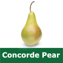 C4 (SELF FERTILE) BARE ROOT Concorde Pear, Eating, 1-2m Tall, Fruits September SWEET + COMPACT + HEAVY CROP **FREE UK MAINLAND DELIVERY + FREE 100% TREE WARRANTY**