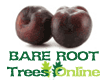 Bare Root Plum
