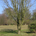 Bare root Prunus Okame mature tree