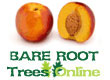 Bare Root Nectarine