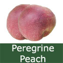 SELF FERTILE Peregrine Peach Tree.  1-2 metres tall, POPULAR + INTENSE FLAVOUR + HEAVY CROPPING + FREESTONE **FREE UK MAINLAND DELIVERY + FREE 100% TREE WARRANTY**