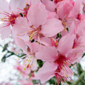 Bare root Prunus Okame flower