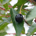 Bare root Prunus Okame Summer fruit