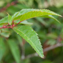 Bare root Prunus Okame Summer leaf