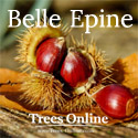 Belle Epine Chestnut Tree