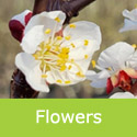 DELIVERED SEPTEMBER 2026 Apricot Bergeval Tree or Bush