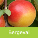 DELIVERED SEPTEMBER 2026 Apricot Bergeval Tree or Bush