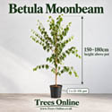 Betula Moonbeam Half Standarad 12-15L pot
