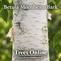 Betula Moonbeam Bark
