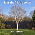 How a mature Betula Moonbeam looks in the winter