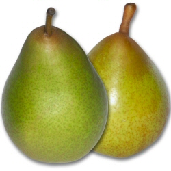 Beurre Hardy Pear Tree (C4), JUICY + TASTY + LARGE PEARS + HEAVY CROP, Delivered 1.5-2.00 Tall, 2-3 Years Old **FREE UK MAINLAND DELIVERY + FREE 100% TREE WARRANTY**