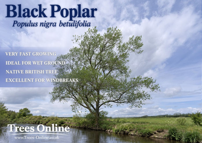 Black Poplar - Populus nigra betulifolia